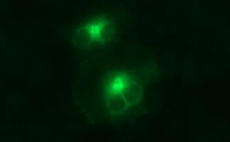 MMP13 Antibody (aa104-471, clone OTI2F4)