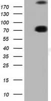 Monoclonal Mouse anti-Human ARHGAP25 Antibody (clone OTI4D8, IF, WB)