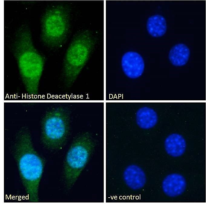 Polyclonal Goat anti-Human HDAC1 Antibody (aa469-480, IF, WB)
