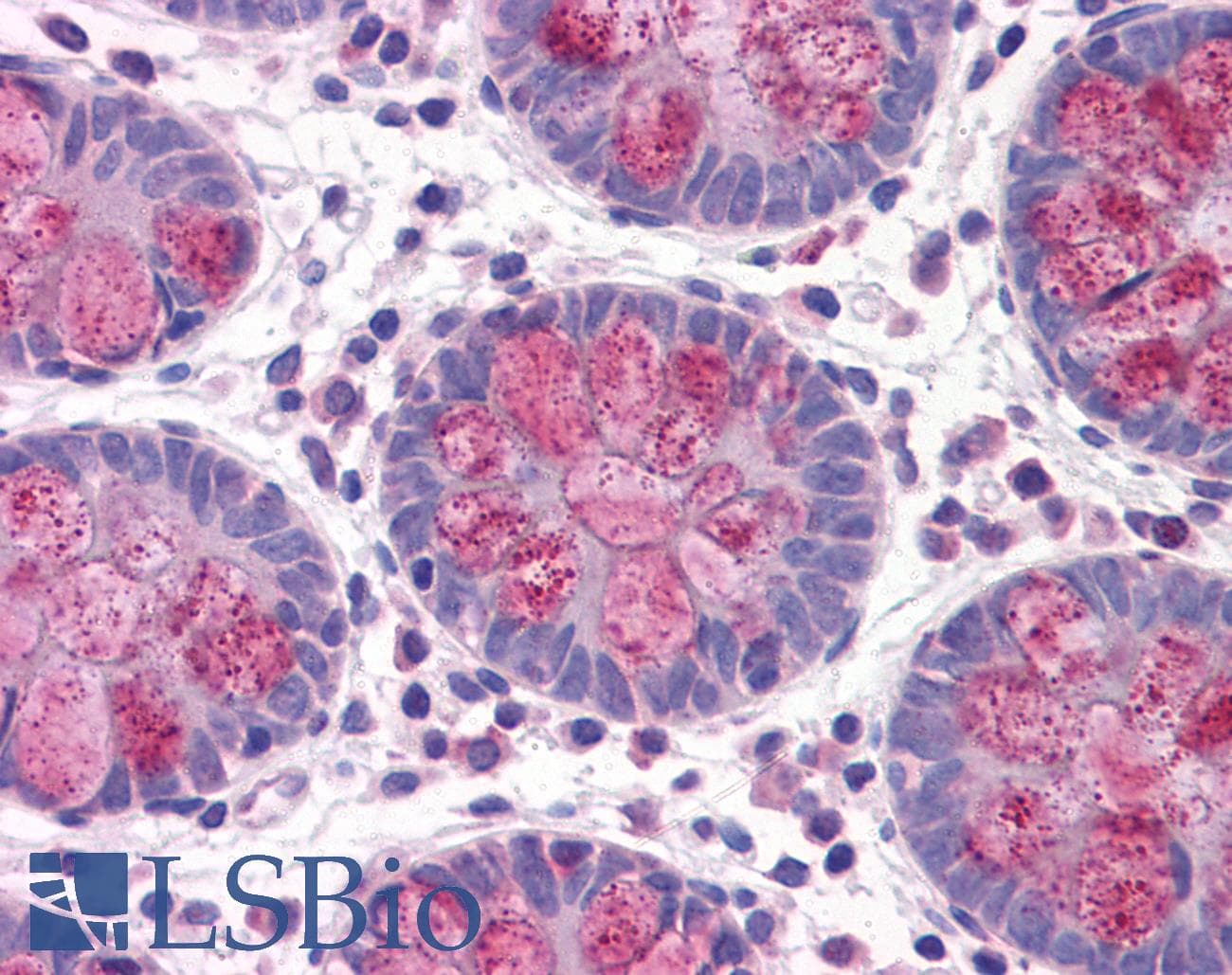 IHC-plus™ Monoclonal Mouse anti-Human DARS Antibody (clone 2F11, IHC, WB)