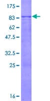 Human FBXL6 Protein (Recombinant GST)