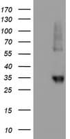 NPTN / SDR1 Antibody (clone OTI2A6)