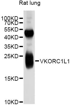VKORC1L1 Antibody