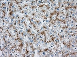 HMRF1L / MTRF1L Antibody (clone OTI2C6)