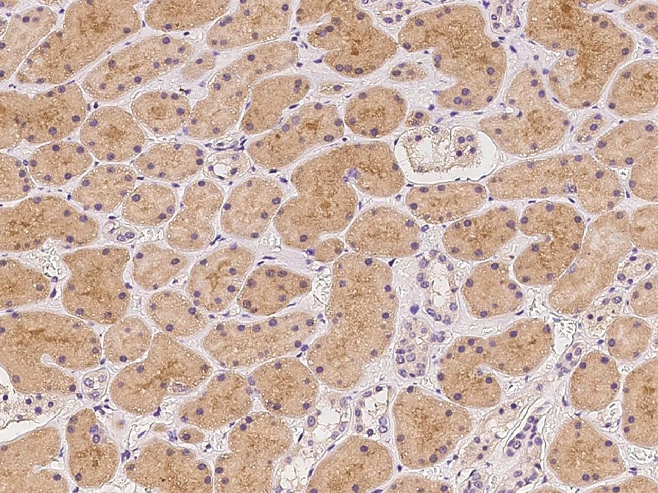 STARD5 Antibody