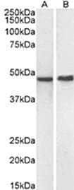 NPY4R / PPYR1 Antibody