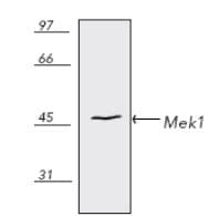 IHC-plus™ MAP2K1 / MKK1 / MEK1 Antibody (N-Terminus)
