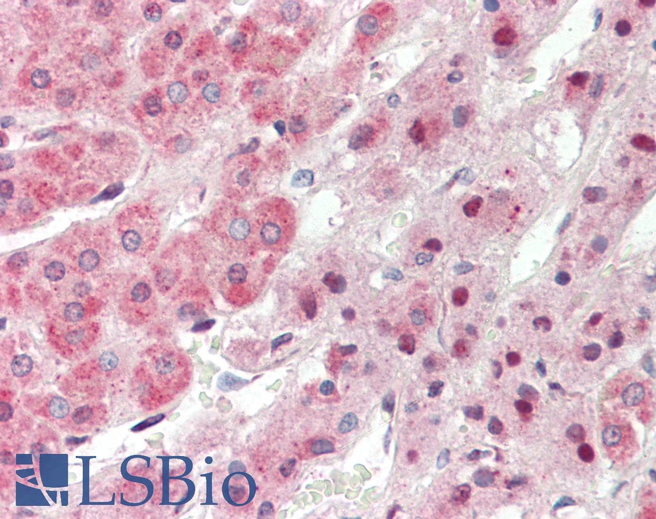 TRIM6 Antibody (aa144-193)