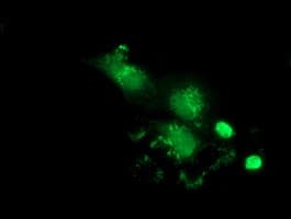 MAWDBP / PBLD Antibody (clone OTI4A5, Carrier-free)