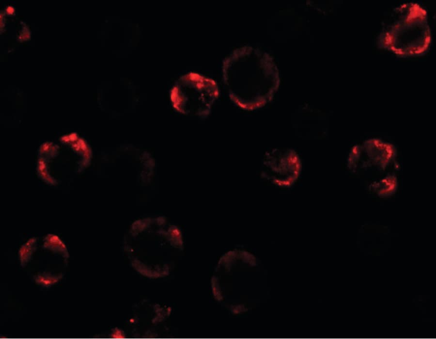 IHC-plus™ ANOS1 / Anosmin Antibody