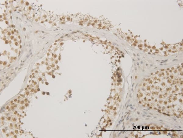 NUDT21 Antibody (clone 3F8)