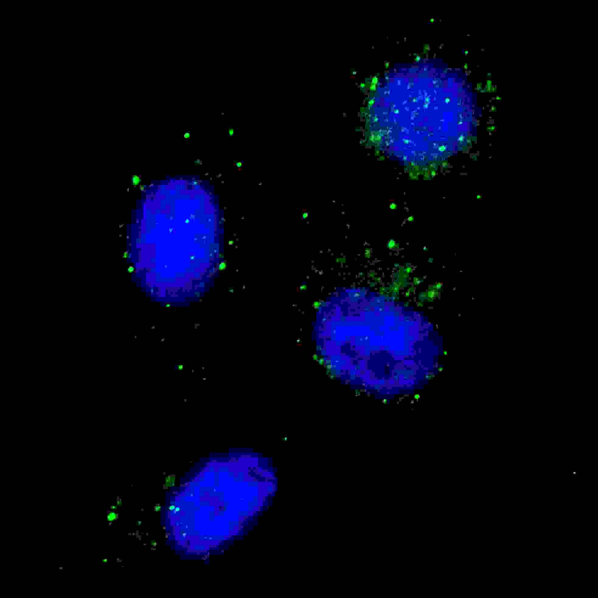 BECN1 / Beclin-1 Antibody (aa100-123)
