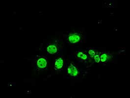 MAPK1 / ERK2 Antibody (clone OTI7E7)