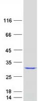 Human SSX4 Protein (Recombinant Myc-DDK (Flag))