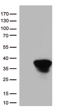 STX1A / Syntaxin 1A Antibody (clone OTI2D11)
