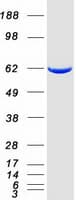 Human DPYSL3 / CRMP4 Protein (Recombinant Myc-DDK (Flag))