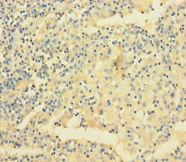 VAMP5 / VAMP-5 Antibody