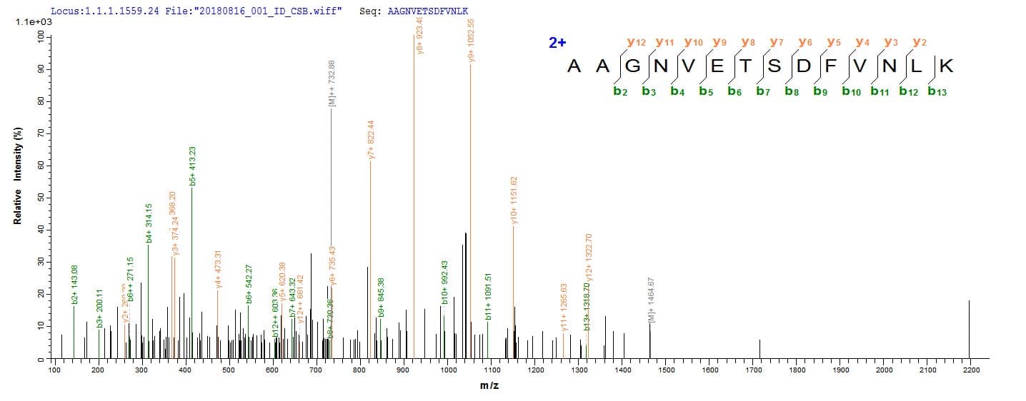 Agrobacterium tumefaciens virE2 Protein (Recombinant 10His, N-terminus + Myc, C-terminus)