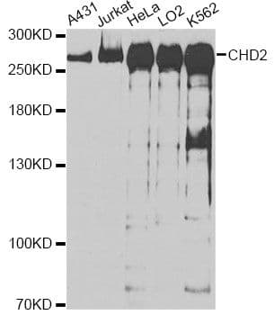 CHD2 Antibody
