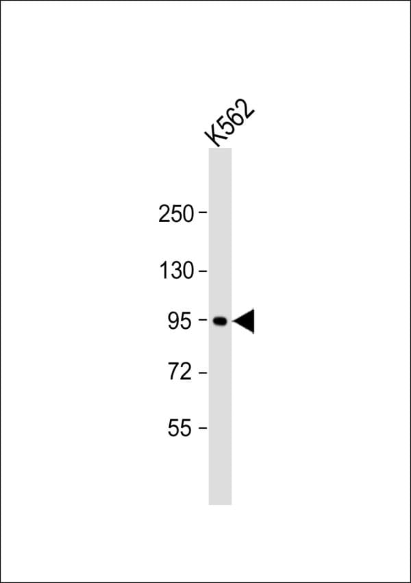 LONP2 / LONP Antibody