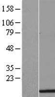 HIST1H3H Protein (Over-Expression Lysate Myc-DDK (Flag))