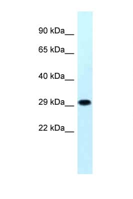 MRPS18B Antibody (aa45-94)