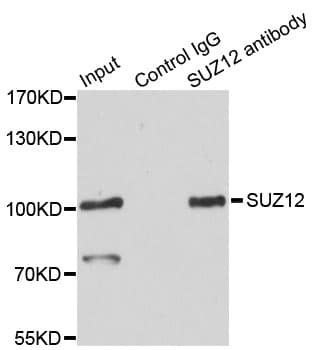 SUZ12 Antibody