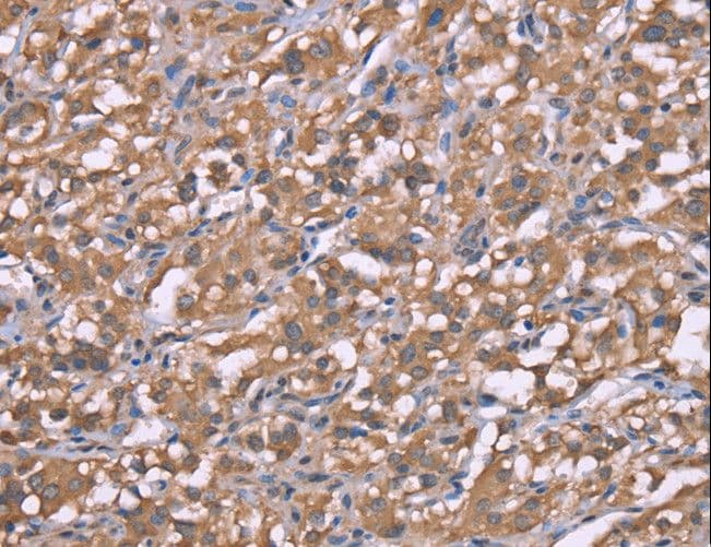 HRH3 / Histamine 3 Receptor Antibody