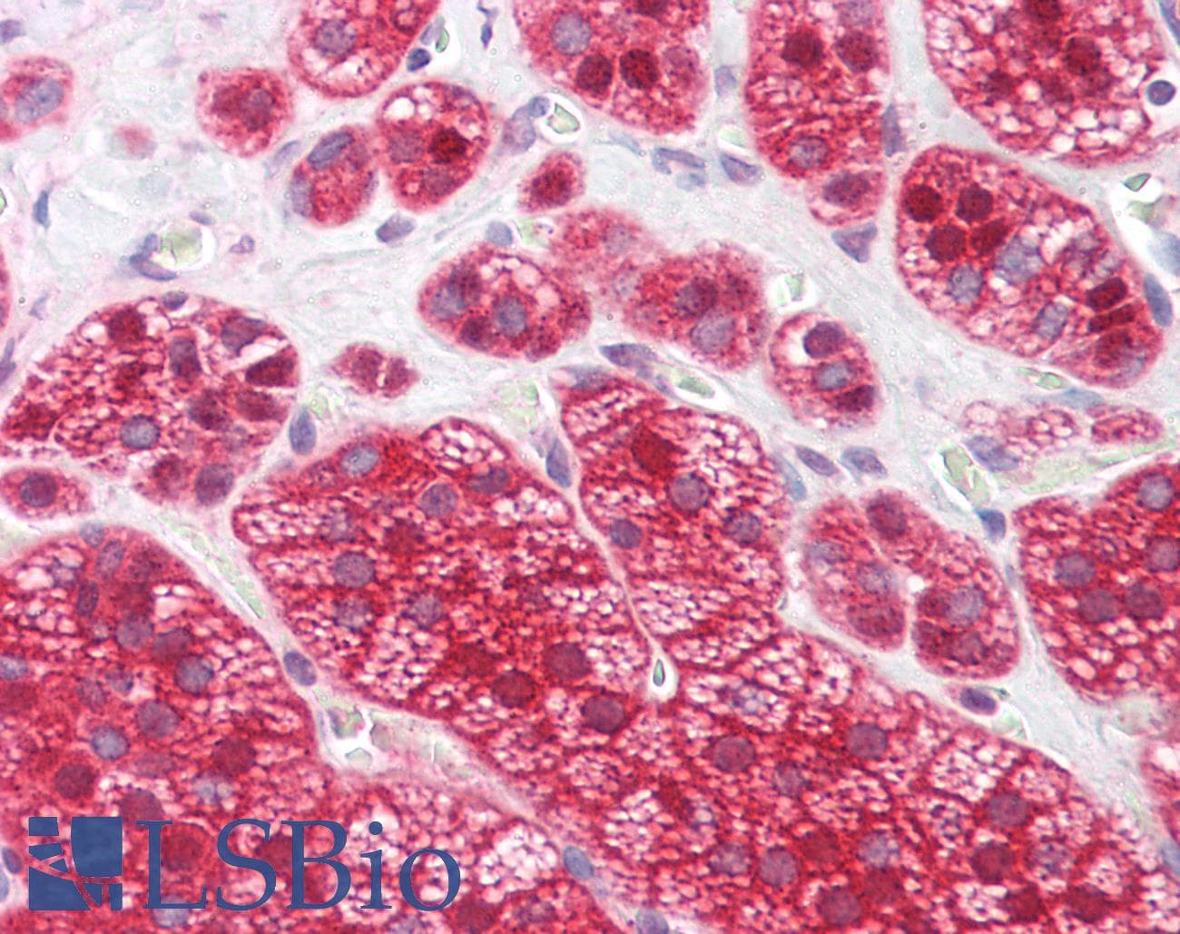 IHC-plus™ UCHL3 Antibody