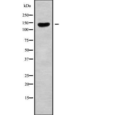 CLASP2 Antibody