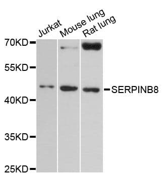 Polyclonal Rabbit anti-Human SERPINB8 Antibody (WB)