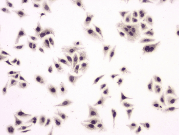 SP1 Antibody