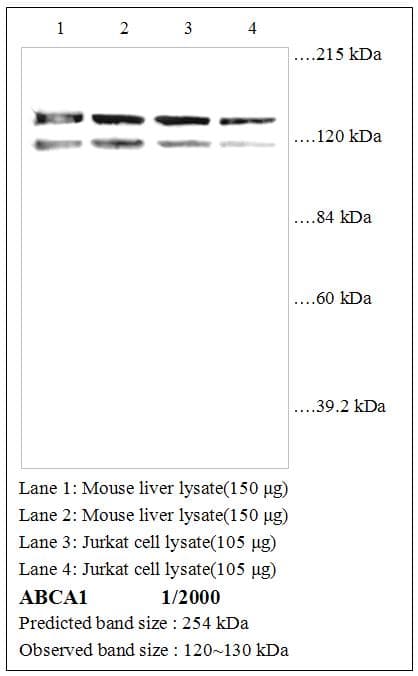 PathPlus™ ABCA1 Antibody (aa100-150)