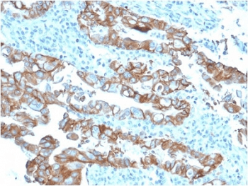 TROP2 / TACSTD2 Antibody (clone TACSTD2/2153, Azide-free, BSA-free)