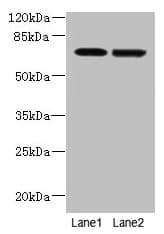 NETO2 Antibody
