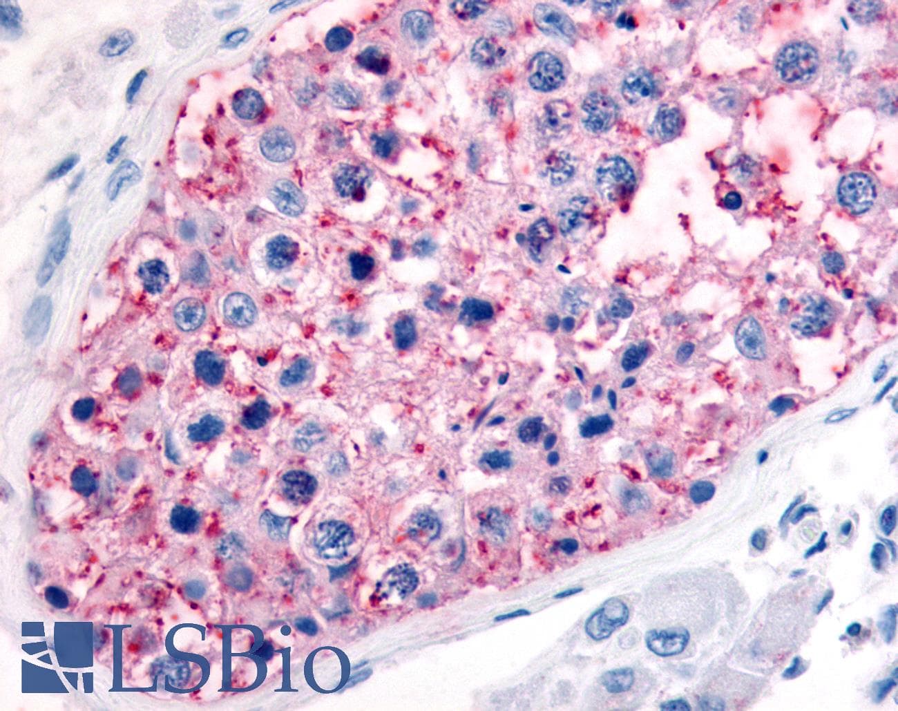 IHC-plus™ GJA1 / CX43 / Connexin 43 Antibody (Internal)