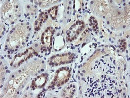 TRIM38 Antibody (clone OTI1B9)