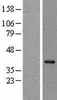 P40PHOX / NCF4 Protein (Over-Expression Lysate Myc-DDK (Flag))