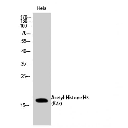 Histone H3 Antibody (10-90 aa)
