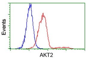 AKT2 Antibody (clone OTI8D9)