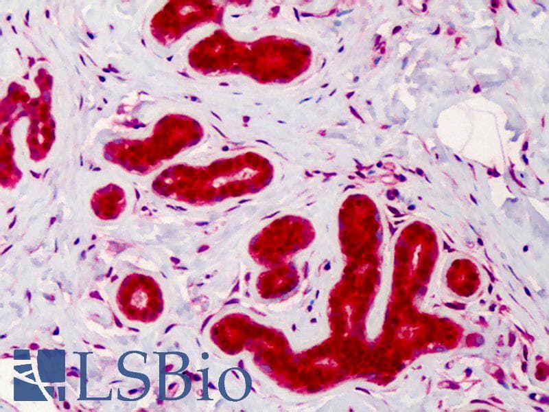 IHC-plus™ Polyclonal Rabbit anti-Human CASP4 / Caspase 4 Antibody (IHC, WB)