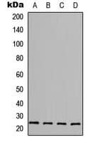 FGF6 Antibody (C-Terminus)