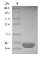 Dermatophagoides farinae DERF1 Protein (Recombinant 6His, N-terminus)