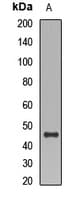 CD177 Antibody