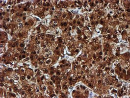 C1orf50 Antibody (clone OTI1C6)