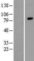 ZFAND4 / ANUBL1 Protein (Over-Expression Lysate Myc-DDK (Flag))