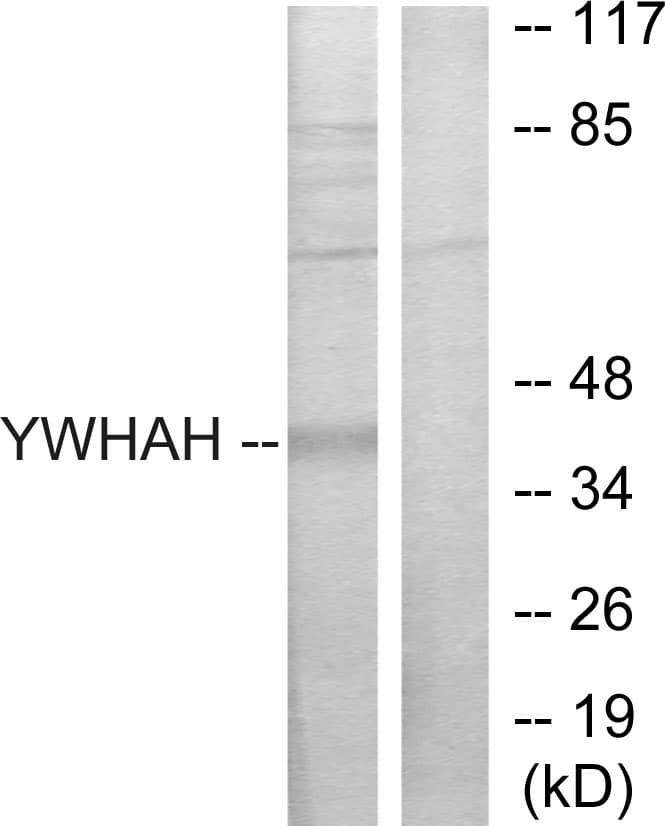 YWHAH / 14-3-3 Eta Antibody (aa51-100)