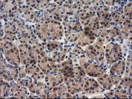 MEF2C Antibody (clone OTI4F7)