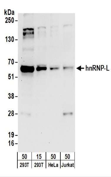 HNRNPL / hnRNP L Antibody (aa350-400)