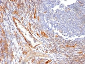 PECAM-1 / CD31 Antibody (clone C31.10)